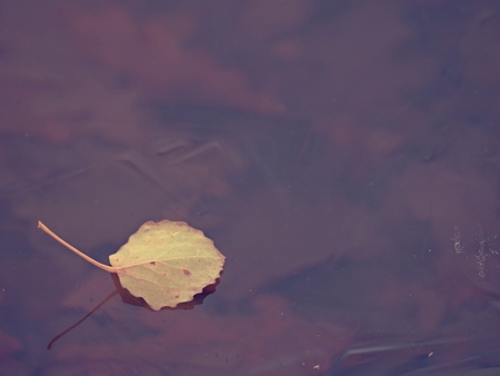 Alone yellow leaf of aspen on dark ice of river.