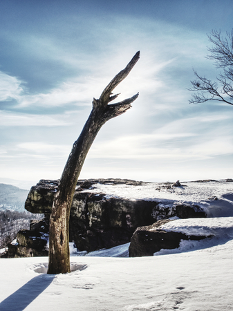 Bent alone tree in sowy winter landcape. Alone Tree in the snow in winter. Beautiful white winterの写真素材