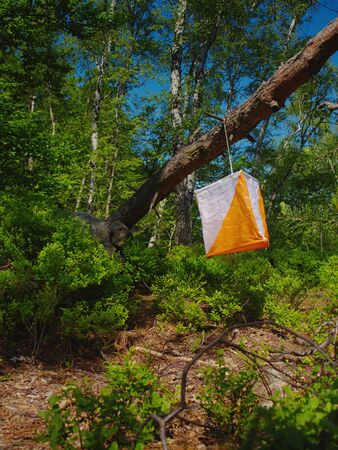 White orange flag marks checking point for orienteering run hangs on tree in difficult forest and...