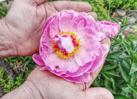 Old man gardener hands hold rich peony flower in blossoms. Sweat smell big flower in gardenの写真素材