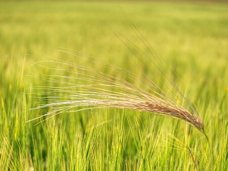 Barley field on the bright summer day.  Detailed view on agricultural crop fields growing on a sunny day in high resolutionの写真素材