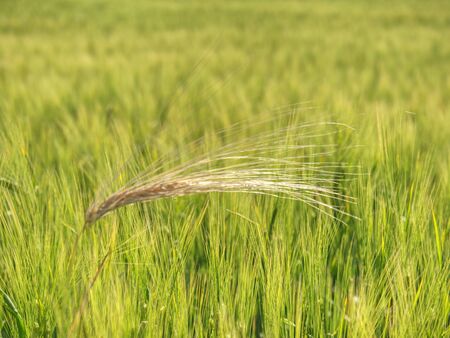 Detail of rye or barley corn grown on field.  Concept for agriculture and natureの写真素材