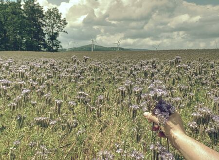 Farmer woman check phacelia tanacetifolia in blossom field. Phacelia is known as  blue tansy or purple tansyの写真素材