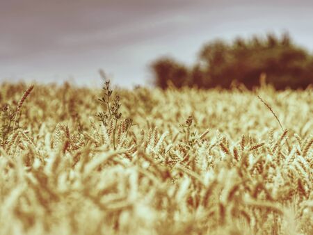 Selective focus on wheat field, golden grain of wheat lit by sunlightの写真素材