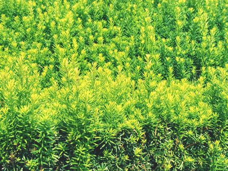 Hedge of evergreen plant with ownership separation function. Popular lush hedge of evergreen plant...