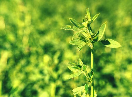 Alfalfa field in detail of the growth process. Field of alfalfa  in summer morning at selective focusの写真素材