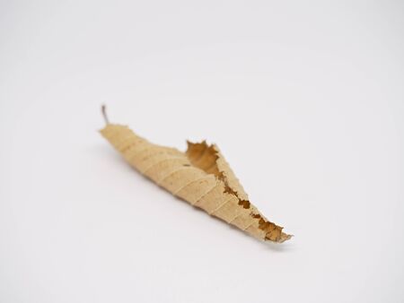 Dry autumn beech leaf isolated on white. Rolled leaf into tube