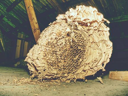 Wasp built paper house under house roof. Abandoned european wasp nest in garden house.の写真素材