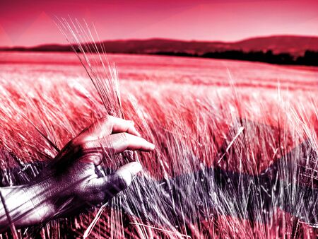 Detail of rye or barley corn grown on field.  Concept for agriculture and nature.  Abstract filter.の写真素材