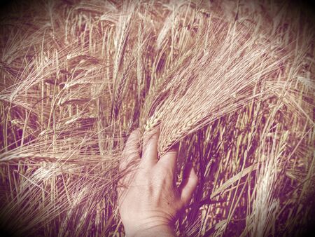 Green grass in field, hand touches the ear of grain. Abstract filter.の写真素材
