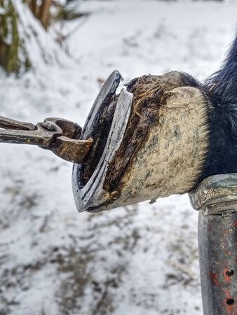 Removing hoof shoes. Blacksmith is getting of worn out horseshoes and clearing hoofs. Farm life in traditional villageの写真素材