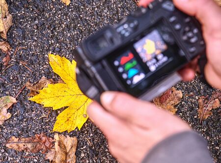 Digital camera in hands on blur leaf background taking photo for autumn leaves in the gardenの写真素材