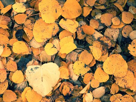 Autumn orange yellow poplar leaves on ground. Golden autumn carpet