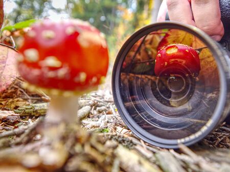 Mushroom mirroring in camera lens while photographer take pictureの写真素材