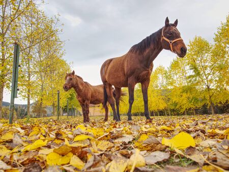 Ponny and horse grazing on autumn pasture with yellow leaves carpet at sundown in cloudy skyの写真素材