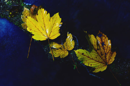 Colorful leaves is typical symbol of autumn in nature. Fall season in public park with some lightpainting effectsの写真素材