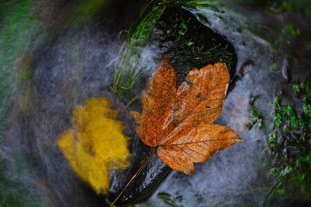 Leaf in shinning drops of mountain stream. Drops lightpainting. Detail of rotten yellow maple leaf...