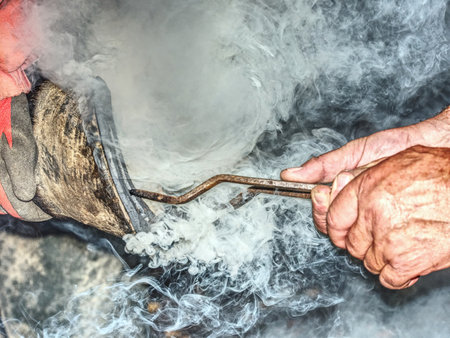Farrier burns a hot horseshoe hoof.  Blacksmiths pliers hold horseshoe on hoof for shape comparison and accurate horseshoe fit.の写真素材