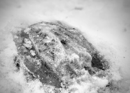 Horse's hooves pressed in nature ground in the winter season. Farm life stuffの写真素材