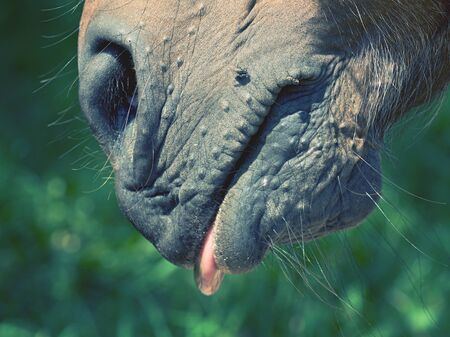 Closeup of the nose of a brown horse. Animal detail portrait outdoorの写真素材
