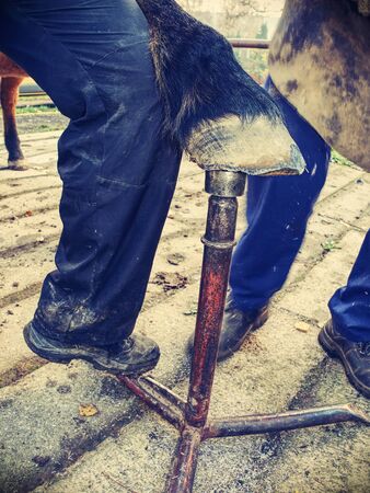 Regular trimming and balancing horses hooves without horseshoes. Blacksmith farrier handle hoof.の写真素材