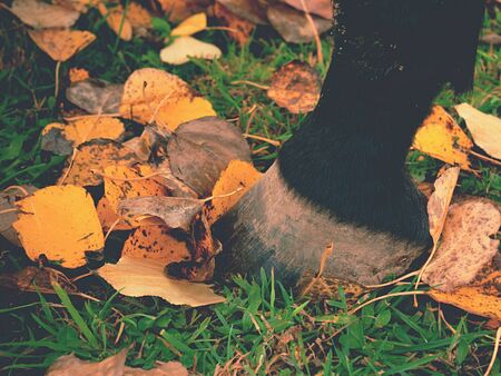 Horse hoof with poplar leaves carpet. Paddock.の写真素材