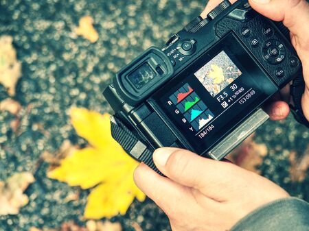 Practical demonstration of taking pictures of colorful leaves in autumn nature. Young woman holds in...