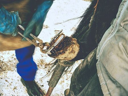 Detail of taking off obsolete horse shoes from dobbin legs. Blackshmith use especial tools for...