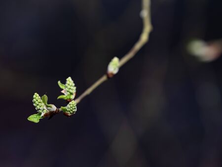 Gentle fresh green willow tree catkins sticking up to  blue sky, blurry backgroundの写真素材