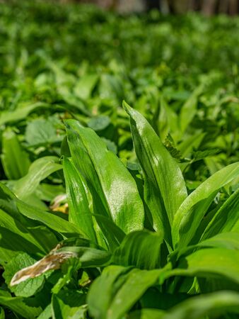 Close view of fresh green herbs leaves. Wild plant bearsgarlic hidden in forest. Harvesting of...