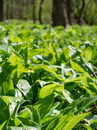 Popular and healthy edible flavoring and spring herb with garlic smell growing in spring in old...