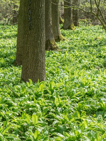 Leaves detail of  wild garlic in spring forest. Green springtime forest with wild bears garlic and...