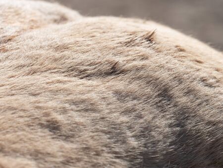 White horse fur detail with dust on hair. Sticking up long fibers from rest of winter fur. 