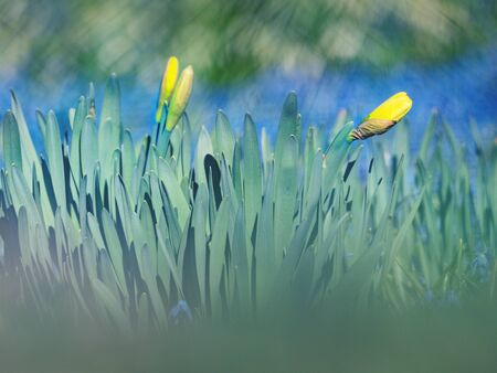 Abstract spring time blooming narcissus flowers between small blue flower grape hyacinth grow on field.. Selective focus.の写真素材