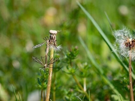 Insect Tipula or Marsh Crane Fly, Tipula oleracea, mating pair on dandelion stalk after blossom. Detail of insect having sex in grass.の写真素材