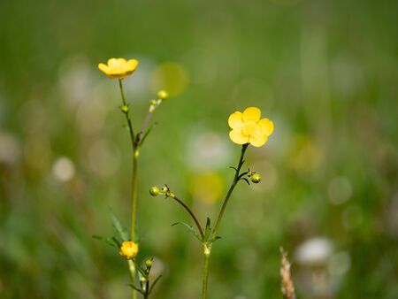 Gentle blossoms of yellow wild buttercups on a green background. Ranunculus repens