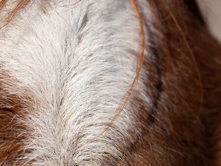 White patch or bald on forehead is named star. A white mark spread over the forehead and the length...