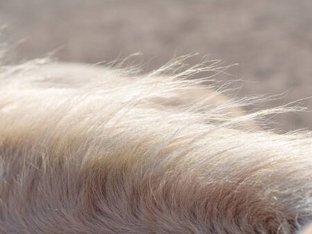 Short white horse mane in gentle wind.  Individual horsehair with sun reflections.