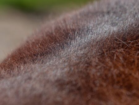 Brown fur detail, closeup brown fur animal. Close up detail of artificial horse fur skin. Natural...