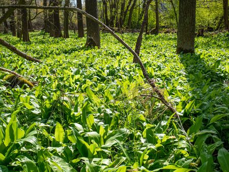 Leaves detail of  wild garlic in spring forest. Green springtime forest with wild bears garlic and...