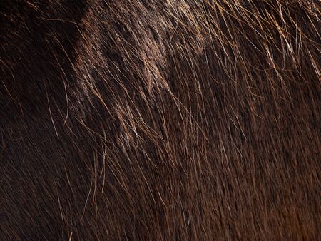 Brown coat on the shoulders and ribs of an adult and well-kept horse.