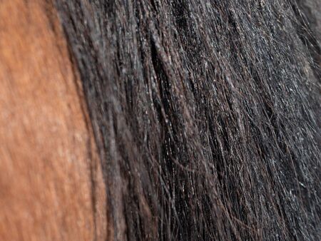 The brown horse back with black buttock. Horse Tail in a Barn. Horse Riding Theme