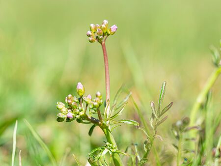 Buds of cardamine pratensis, known as  cuckoo flower, lady's smock, mayflower or milkmaids. Spring...