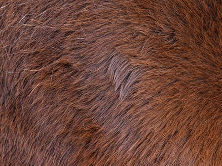 Silhouette of young tourist guide looking at paper map in nature while hiking. Vintage Style Toned effectの写真素材