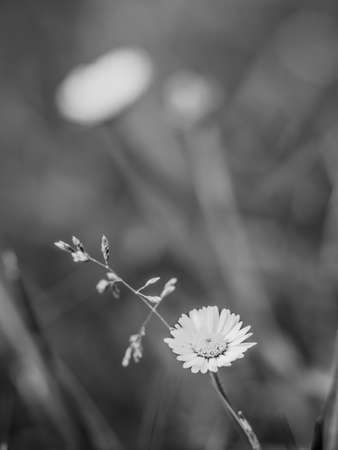 Beautiful summer meadow with small daisy flowers with white petal and sunny lights. Artistic black and white photoの写真素材