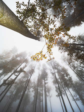 Misty autumn forest with tree silhouettes against cloudy sky. Beech yellow leaves, trunk trees...