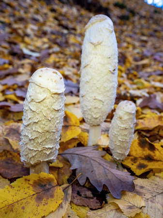 Group of young edible shaggy ink cap or lawyer's wig or shaggy mane. Common autumnal fungus. Tasty...