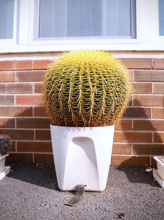 Huge cactus in pots on the doorstep of a suburban house. Beautiful healthy cactus at red bricks wall of family houseの写真素材