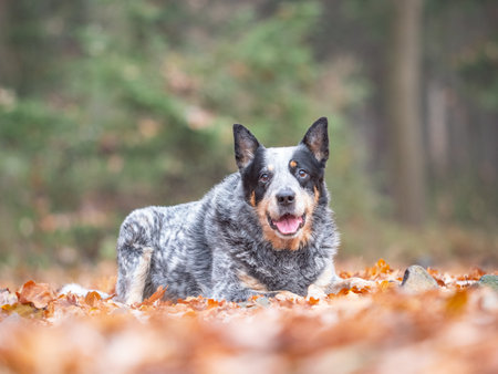 Adult Blue heeler dog laying in orange leaves, blurry autumn background out of focus. Popular working dog breed.の写真素材