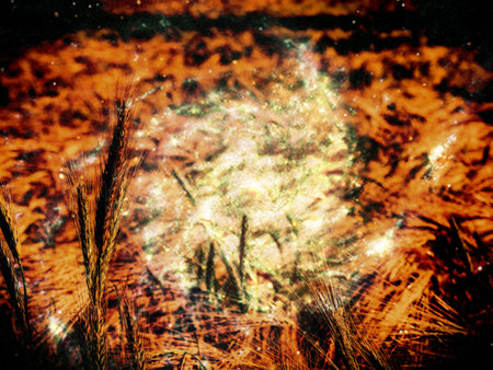 Agronomist expert is checking up if cereal plantation is ready for harvest. Close up image with selective focus .. Abstract filter.の写真素材